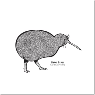 Kiwi Bird with Common and Latin Names - on white Posters and Art